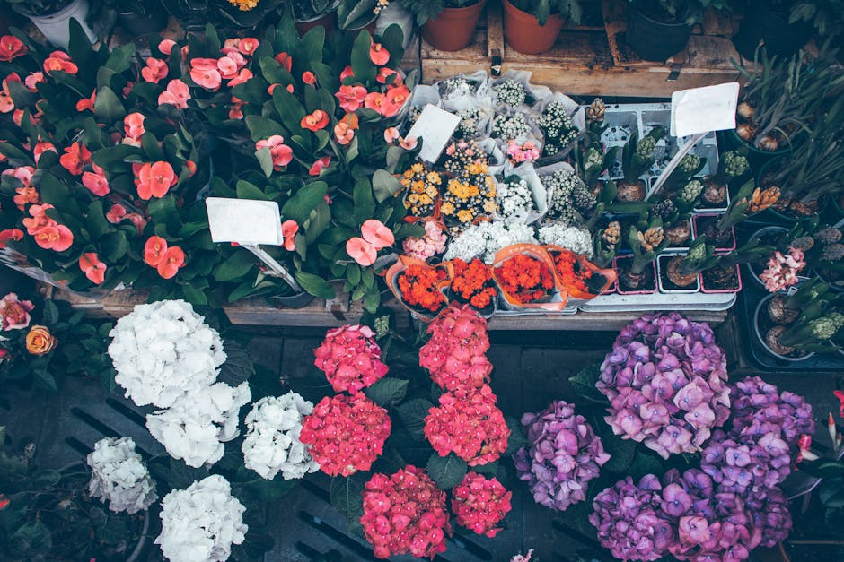 A vibrant display of flowering plants arranged outdoors with a variety of blooms and colours. There are clusters of pink, purple, white, and orange flowers including hydrangeas, cacti, and other potte