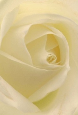 This close-up image unveils the soul of a white rose, its petals swirling inward in a perfect ode to harmony, inspired by the tranquil energy of Millbank. The innermost folds capture diffused daylight, bathing cream and pale yellow notes in a serene glow, like sunlight reflecting off riverside architecture nearby. To the fingertips, these petals would feel like the softest silk, each curve carefully sculpted by a florist well-versed in Millbank's refined tastes. The outermost layers are nearly translucent, suggesting fragility even as they uphold an enduring structure-much like the community's legacy along the Thames. Gentle shadows play between the overlapping forms, deepening the bloom's captivating depth. This rose embodies a sense of calm before a momentous occasion-a quiet tribute ideal for anniversaries, expressions of love, or as an elegant comfort during times of loss. The unspoken, sweet fragrance echoes the gentle comfort found in Millbank's green spaces, filling a room with grace and calm. With every petal, this rose reveals both the artistry and the deep-rooted tradition of local floral design, reflecting the thoughtful spirit of Millbank's neighbourhood.