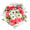 This spring-inspired bouquet, thoughtfully assembled by skilled Millbank florists, captures the exuberant spirit of renewal that sweeps through the local parks each season. Cheerful white daisies with golden-green centers bloom at the arrangement's core, surrounded by plush ruffles of coral-pink carnations, each petal curling softly to create inviting depth. Pops of baby's breath-miniature white stars-are scattered gracefully, providing a light, airy counterpoint to the denser blossoms. Subtle streaks of purple and pink peek from elegant alstroemeria buds that nestle within glossy eucalyptus and deep green foliage, enhancing the bouquet's aromatic freshness. Presented in a balanced, round shape and set plainly against a white background, the arrangement conveys openness, gratitude, and well-being. With its gentle yet lively color harmony and expert composition, this bouquet feels ideal for honouring birthdays, anniversaries, or new beginnings, and brings the signature touch of Millbank's thriving flower scene right to your door, available for prompt local delivery from Flower Delivery Millbank.